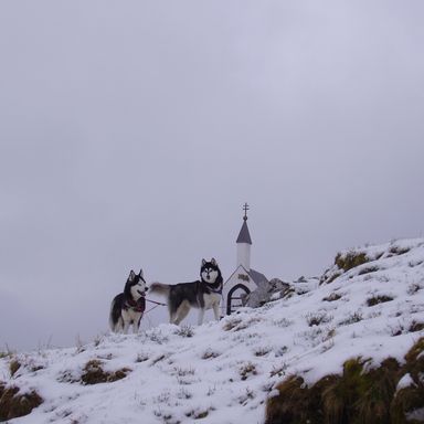 Zwei Hunde auf dem Berg